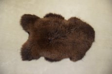 Bruine Schapenvachten